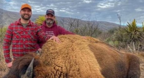 No hay permiso para cazar Bisonte americano en Coahuila
