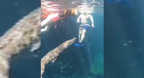 VIDEO: Cocodrilo sorprende a turistas en cenote