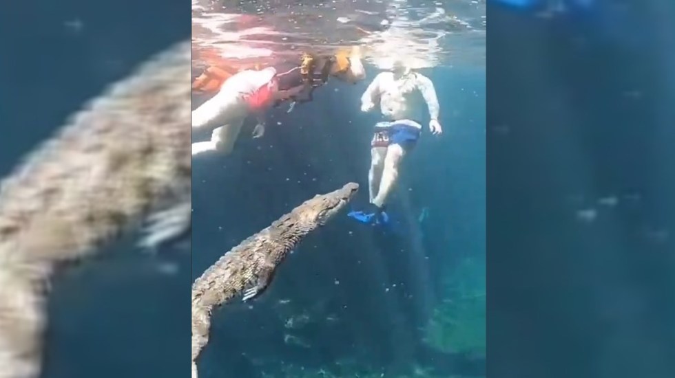 VIDEO: Cocodrilo sorprende a turistas en cenote | Nacional