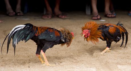 Gallo mata a su dueño durante pelea clandestina