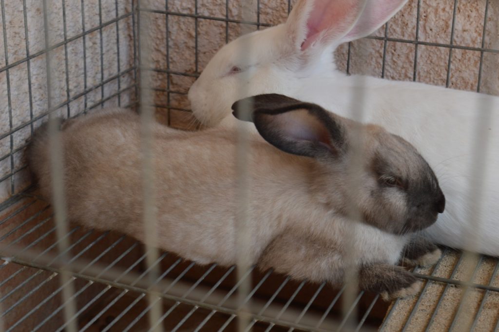 conejos-a-informarse-sobre-enfermedad-hemorragica-viral