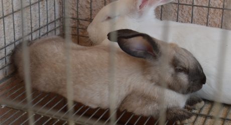 Piden a dueños de conejos a informarse sobre enfermedad hemorrágica viral