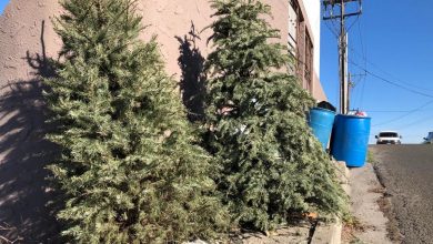Ayuntamiento-de-Tijuana-extiende-recolección-de-árboles-navideños