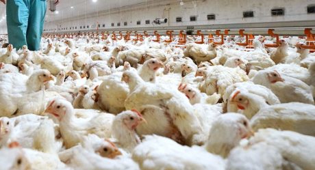 Detectan primer contagio con cepa de gripe aviar a humano