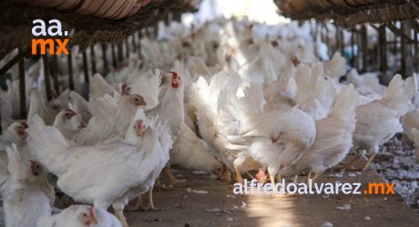 Baja California libre de gripe aviar