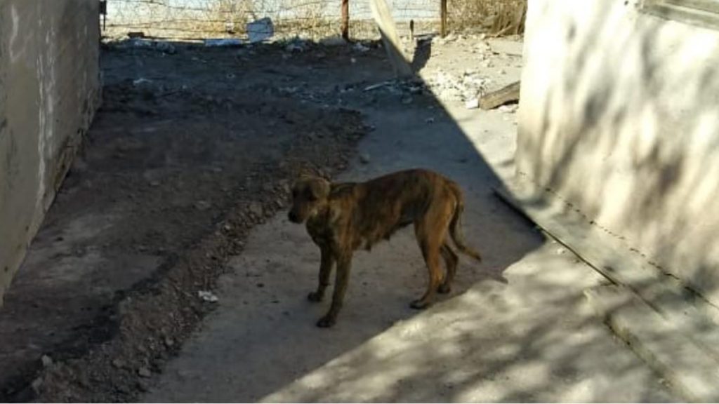 perros-devoraban-cadaver-de-adulto-mayor