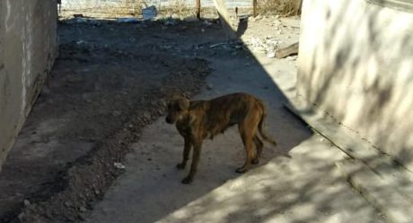 Perros devoraban cadáver de adulto mayor