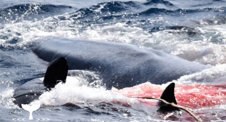 VIDEO: Captan como 75 orcas devoran una ballena azul