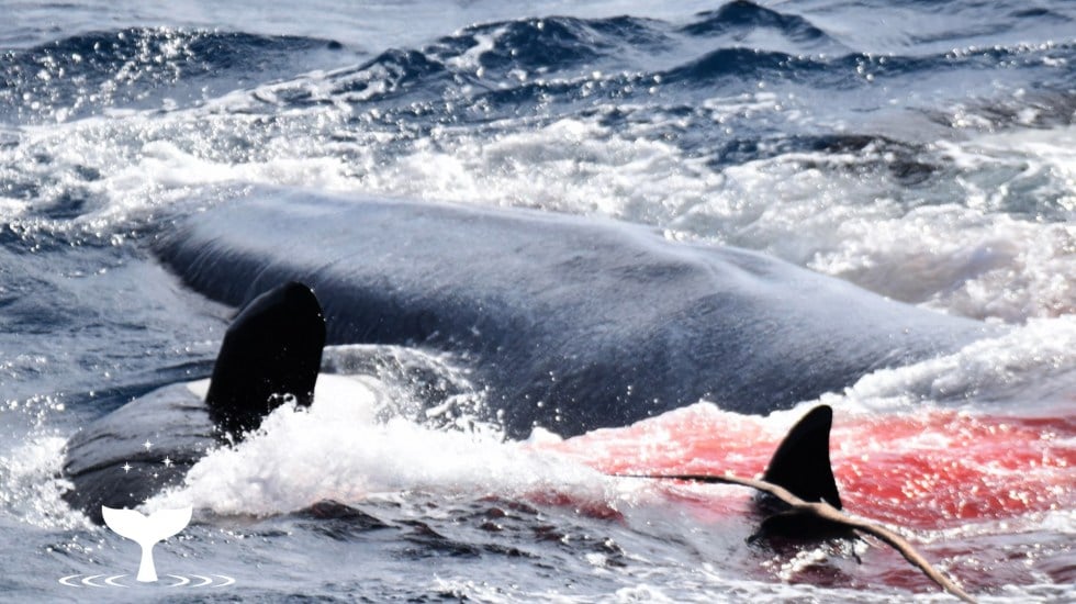 video-captan-como-75-orcas-devoran-una-ballena-azul