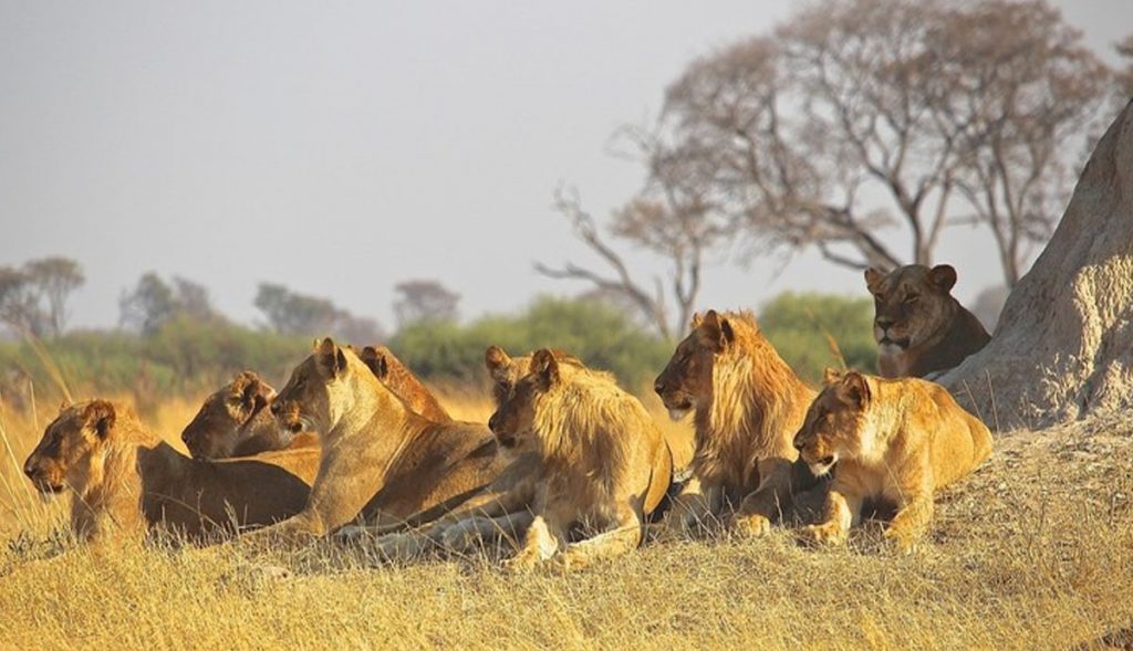 Leonas-devoran-al-guía-de-un-safari