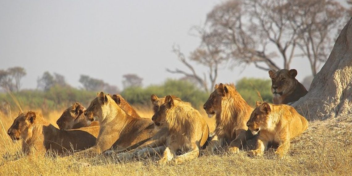 LEONAS DEVORAN AL GUíA DE UN SAFARI