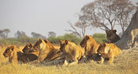 Leonas devoran al guía de un safari