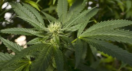 SCJN invalidó prohibición del consumo lúdico de la marihuana