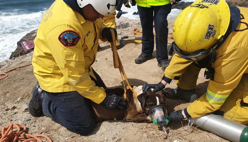 Perro-cae-de-acantilado-y-activan-intenso-operativo-de-rescate