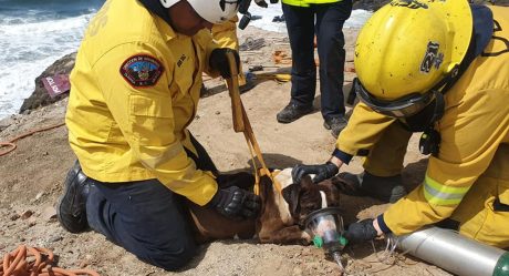 Perro cae de acantilado y activan intenso operativo de rescate