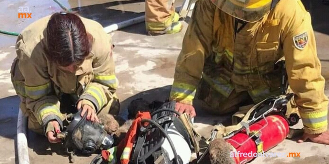 BOMBEROS RESCATAN A CACHORROS EN INCENDIO