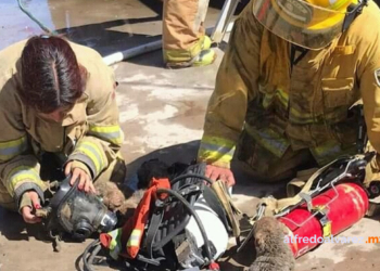 BOMBEROS RESCATAN A CACHORROS EN INCENDIO