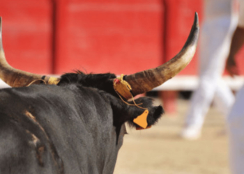 INICIAN LAS CORRIDAS DE TOROS EN TIJUANA