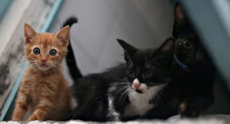 Hallan cadáver de abuelita devorado por sus gatos