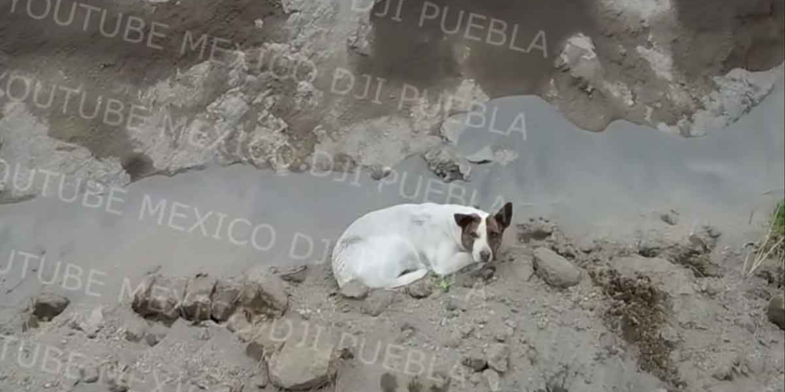 DESAPARECE EL TERCER PERRITO QUE ESTABA EN EL SOCAVóN