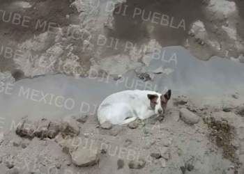 DESAPARECE EL TERCER PERRITO QUE ESTABA EN EL SOCAVóN