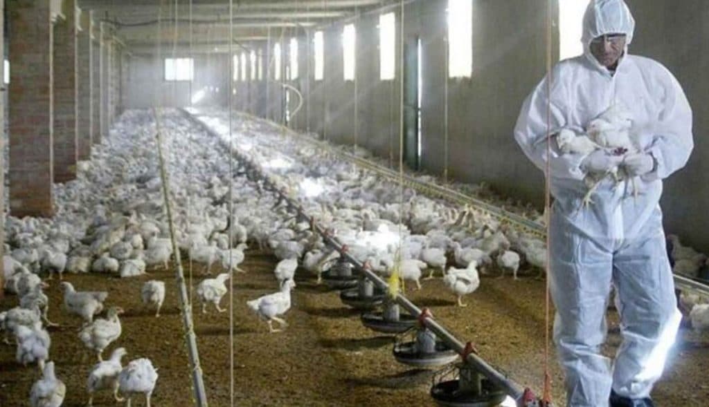 Confirma-China-primer-contagio-de-gripe-aviar-H10N3-en-humanos