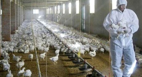 Confirma China primer contagio de gripe aviar H10N3 en humanos