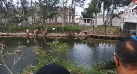 Cocodrilo mata a mujer mientras lavaba ropa a la orilla de canal