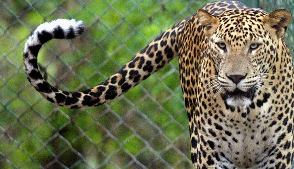 Niña-muere-tras-ser-mutilada-por-leopardo