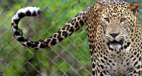 Niña muere tras ser mutilada por leopardo