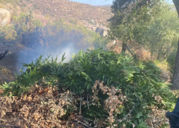 DESTRUYEN PLANTíO DE MARIHUANA