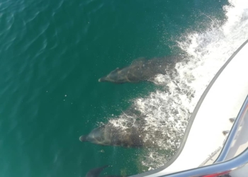 DELFINES LLEGAN A LAS PLAYAS DE SONORA