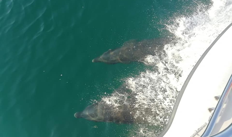 DELFINES LLEGAN A LAS PLAYAS DE SONORA