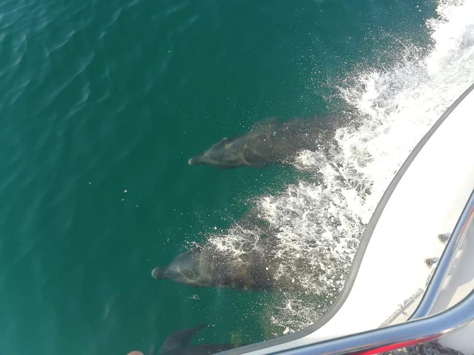 Noticias desde Tijuana | Un grupo de delfines "visito" las playas de Sonora