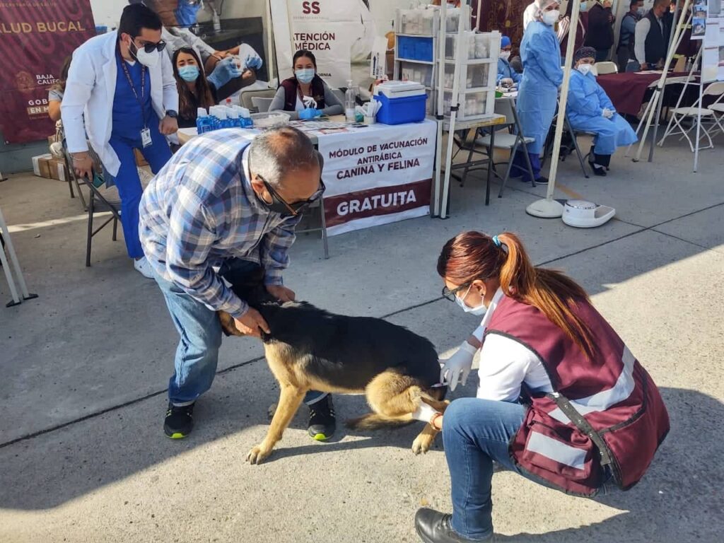 Secretaria-de-Salud-invita-vacunar-mascotas-contra-rabia