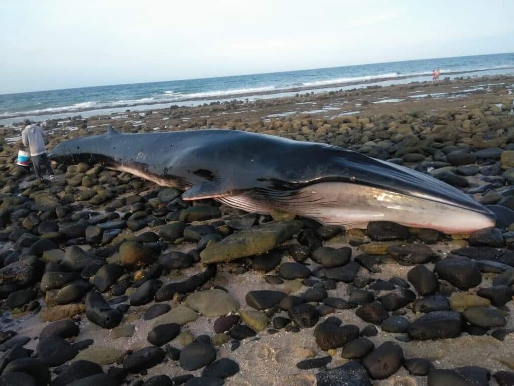 Una ballena viva encallada en las playas de Puerto Peñasco