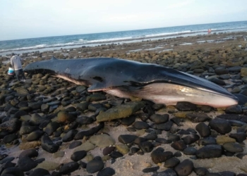 ENCUENTRAN BALLENA ENCALLADA EN PEñASCO