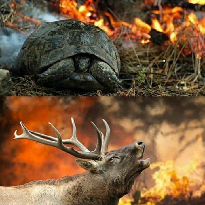 INCENDIOS EN TURQUíA, DEJAN 4 MUERTOS