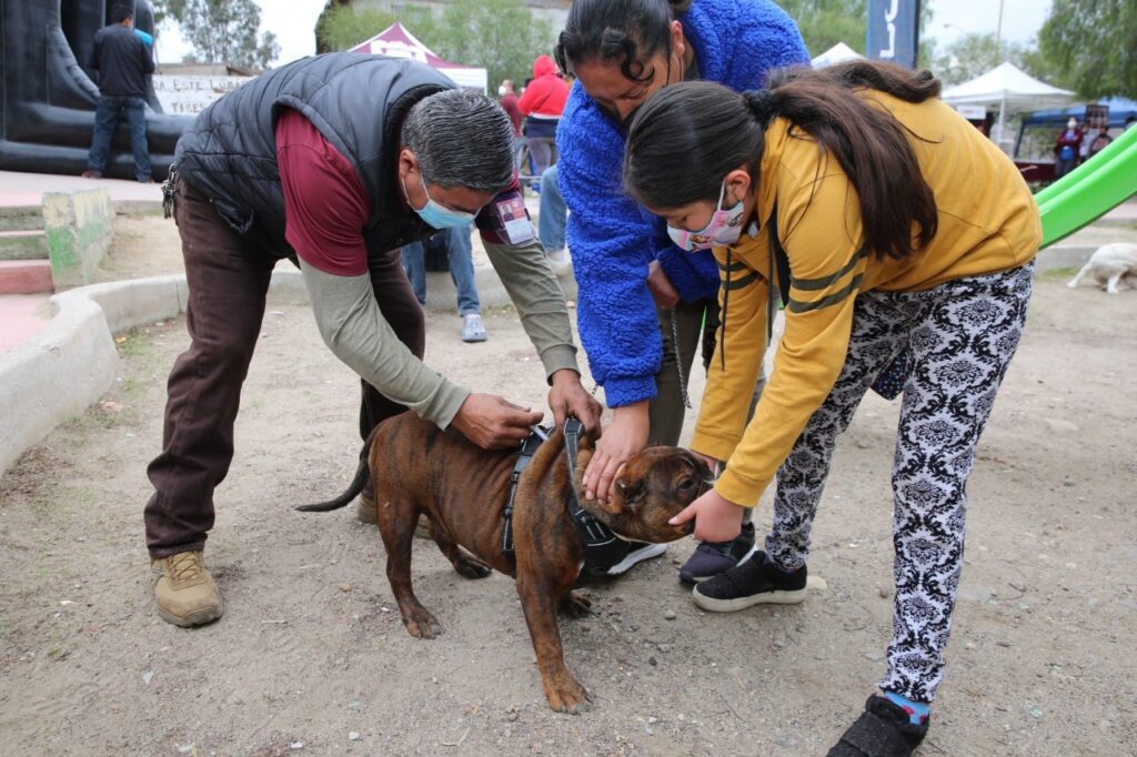 Invitan A Esterilizar Mascotas Para Evitar Proliferación De Perros