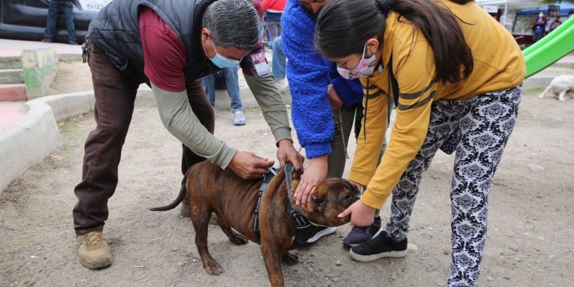 INVITAN A ESTERILIZAR MASCOTAS PARA EVITAR PROLIFERACIóN DE PERROS CALLEJEROS