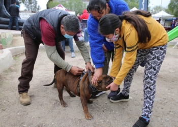 INVITAN A ESTERILIZAR MASCOTAS PARA EVITAR PROLIFERACIóN DE PERROS CALLEJEROS