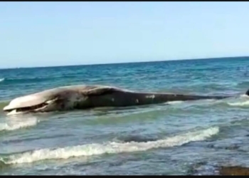 APARECE BALLENA EN PEñASCO, AHORA SIN VIDA ¿SERá LA MISMA?