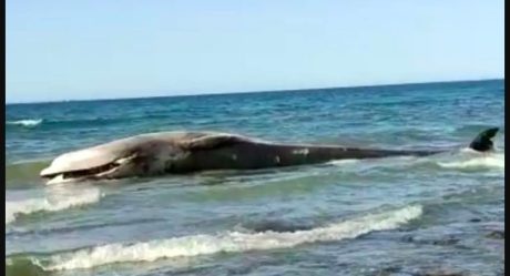 Ballena muerta, no es la misma que fue rescatada anteriormente en Peñasco