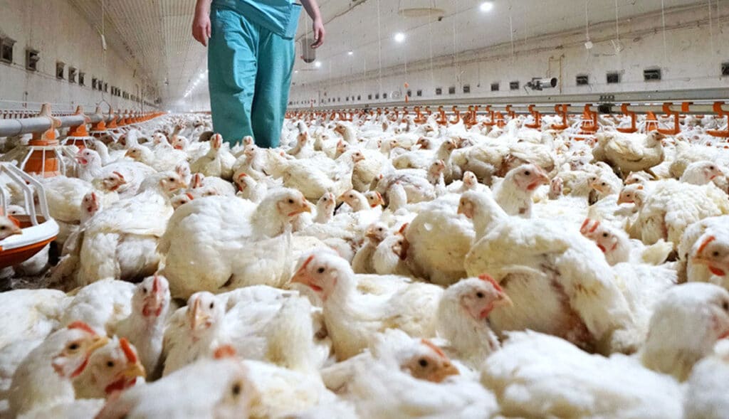 China-registra-infección-humana-por-cepa-H5N6-de-gripe-aviar