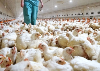 CHINA REGISTRA INFECCIóN HUMANA POR CEPA H5N6 DE GRIPE AVIAR