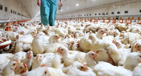 China registra infección humana por cepa H5N6 de gripe aviar