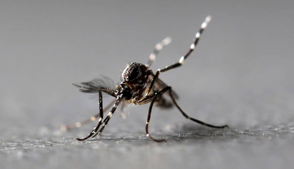 Detectan-mosquitos-portadores-de-virus-paralizarían-humanos