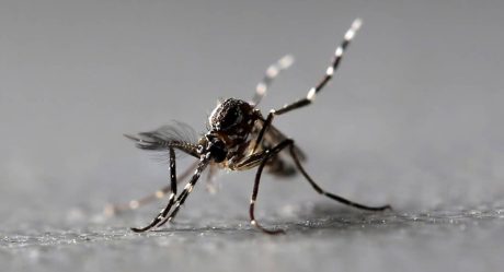 Detectan mosquitos portadores de virus; paralizarían humanos