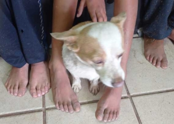 NIñO CASI SE AHOGA POR INTENTAR SALVAR A PERRITO