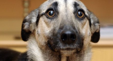 Alerta en México por brote de moquillo canino